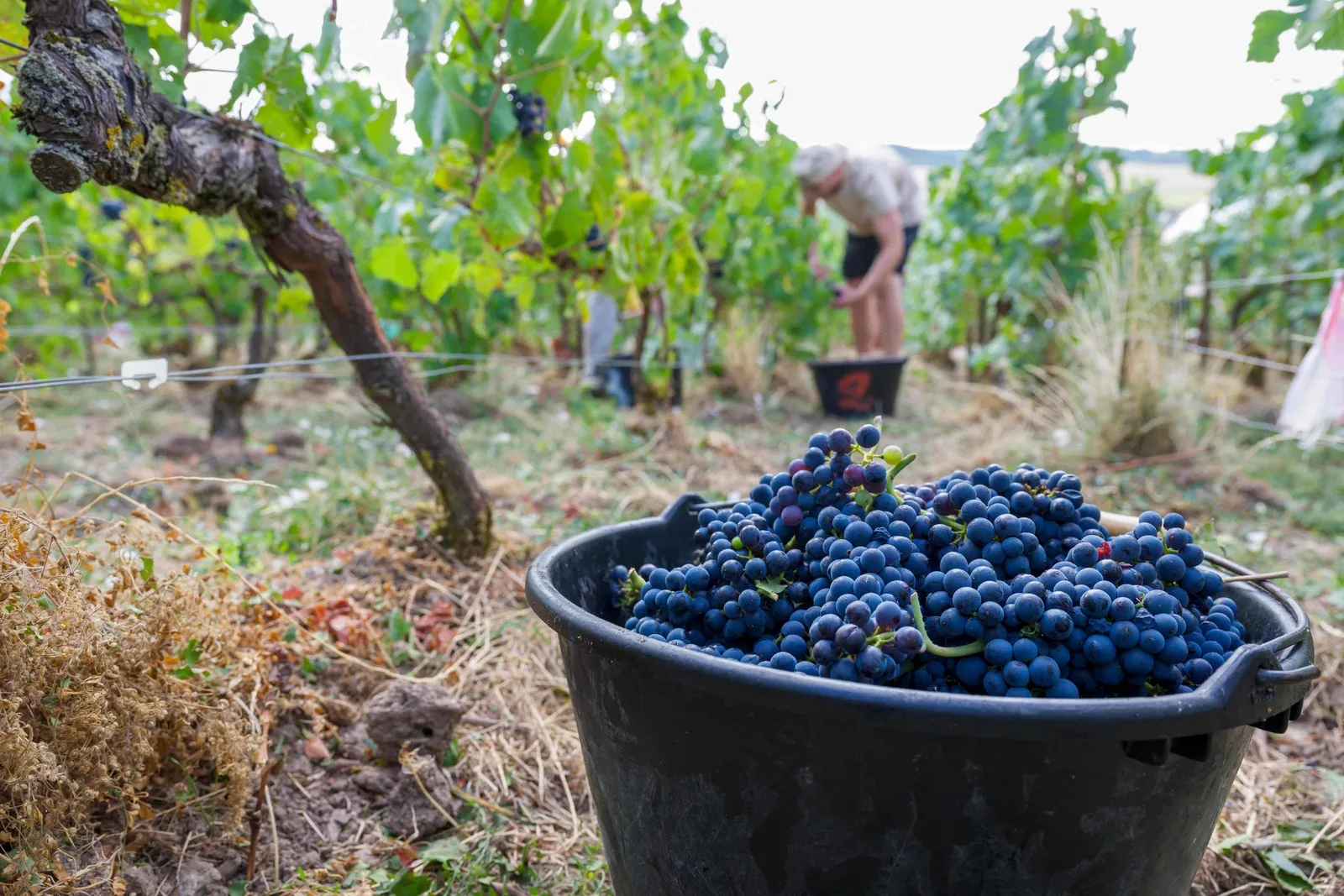 França reduz vinhedos e amplia importações em meio à pressão sobre o campo