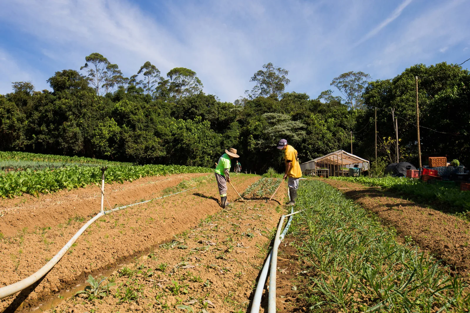Alface concentra produção agrícola paulista; mandioca domina no Rio