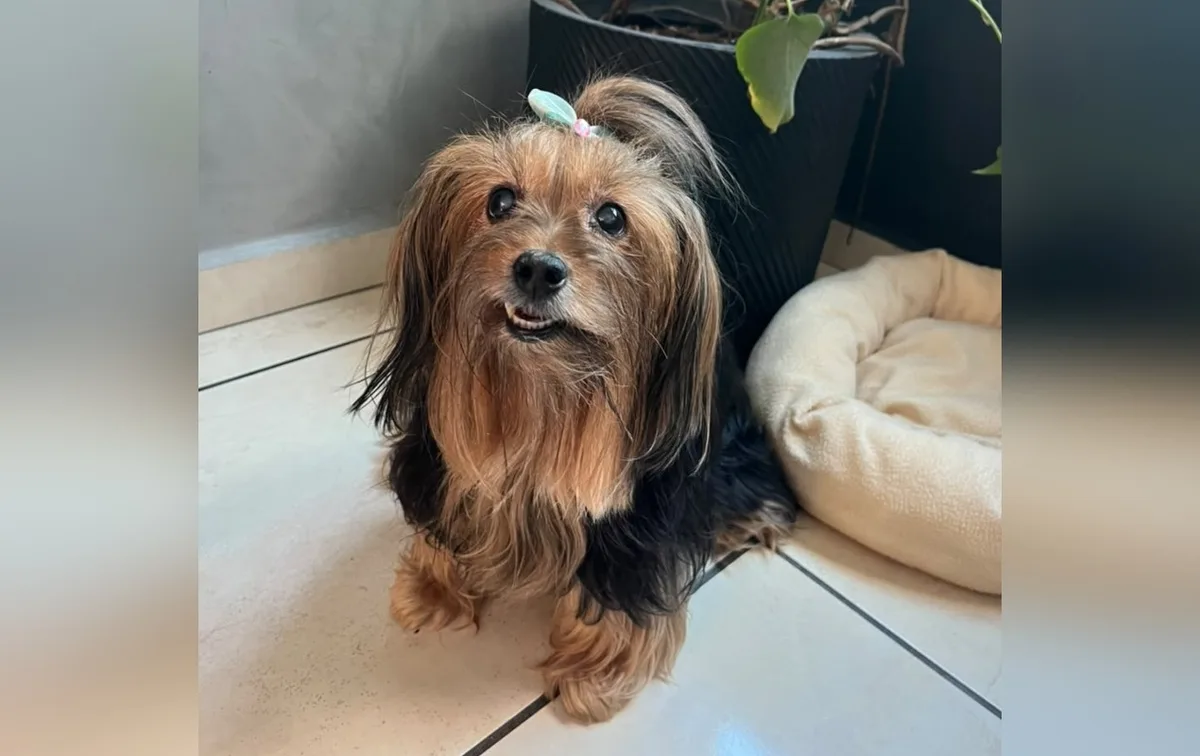 Nódulos mamários em pets exigem diagnóstico e acompanhamento veterinário