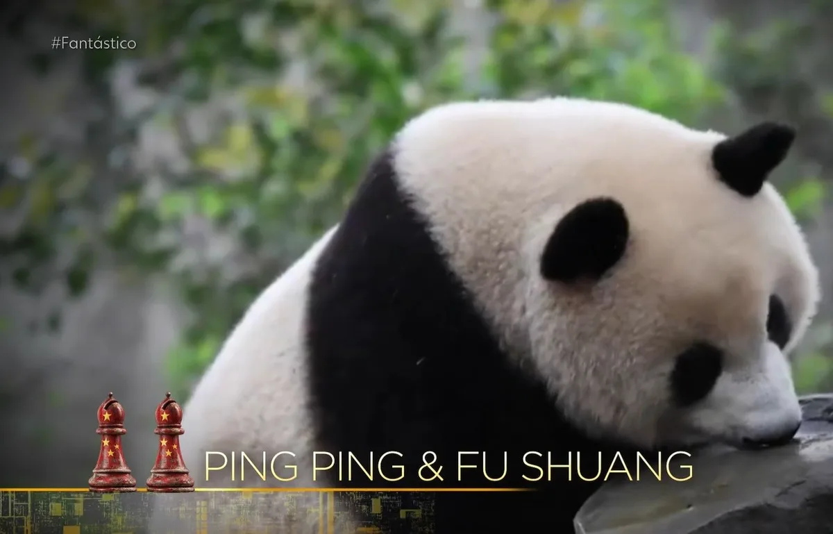 Como a China transforma pandas em sinais de aproximação e pressão diplomática
