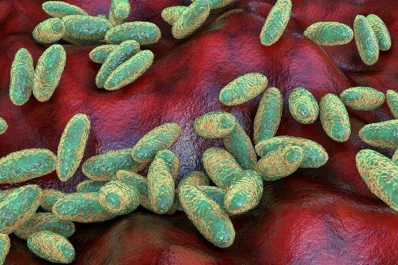 Peste pneumônica exige diagnóstico rápido e pode ser transmitida por tosse