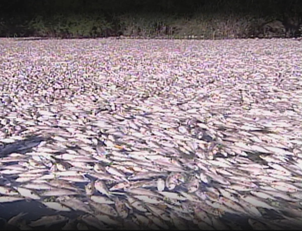 Rio dos Sinos ainda sofre com poluição 20 anos após mortandade de peixes