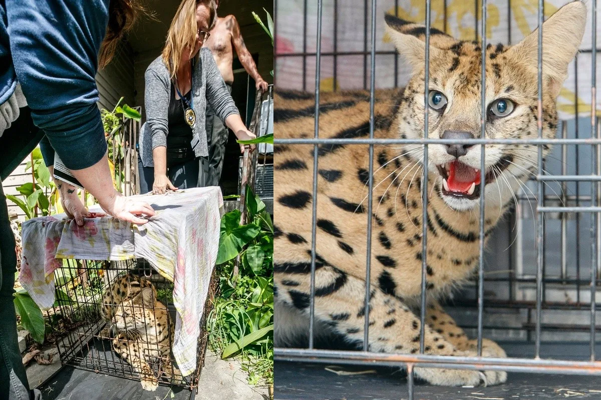 Serval encontrado durante incêndio ficará sob cuidados de entidade na Louisiana