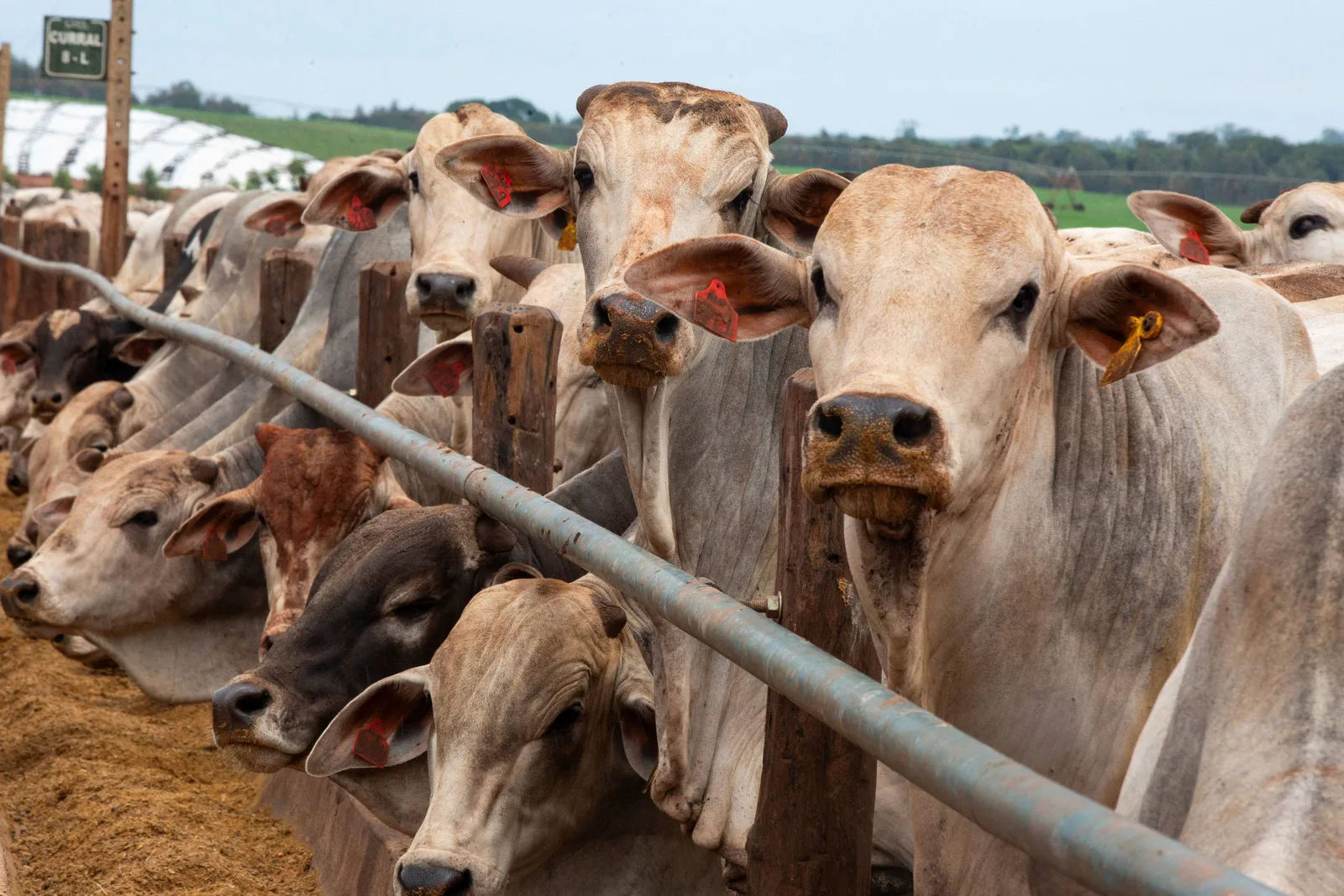 Brasil apresenta protocolo e aguarda inspeção da UE sobre carne bovina