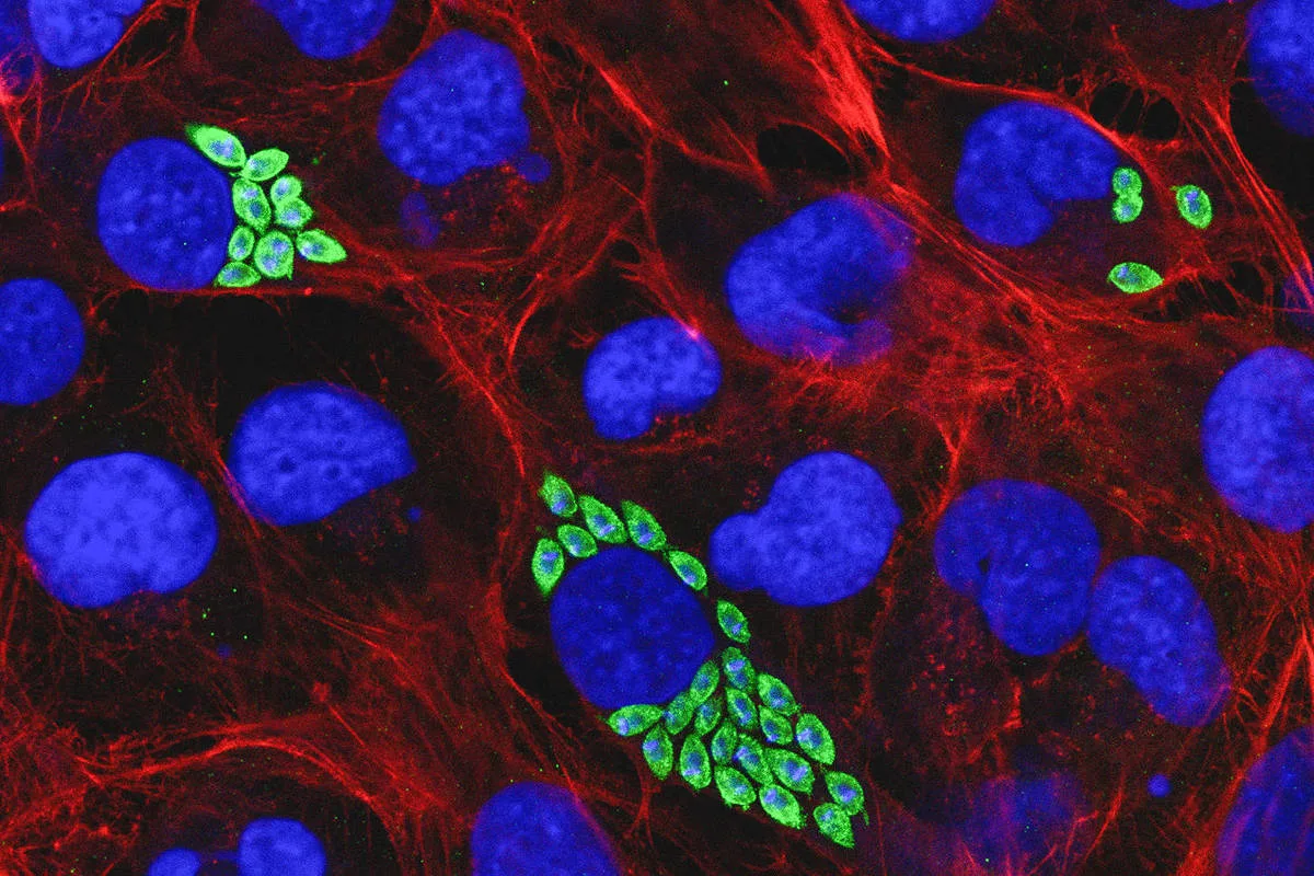 IP6K limita desenvolvimento do parasita da doença de Chagas em células cardíacas