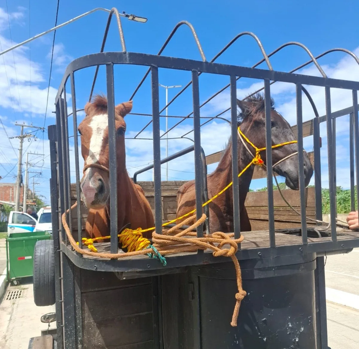 Operação retira duas éguas soltas de vias públicas em Arraial do Cabo
