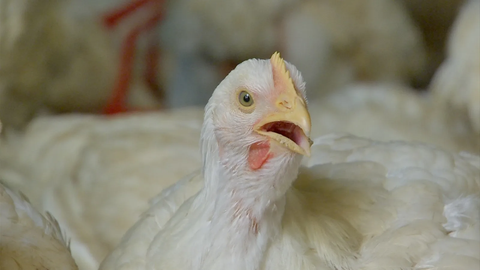 China amplia produção de frango e pode disputar mercados com o Brasil