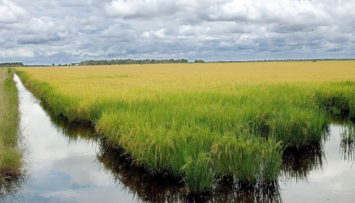 Projeto no Rio Grande do Sul combina créditos de carbono e remoção por rochas