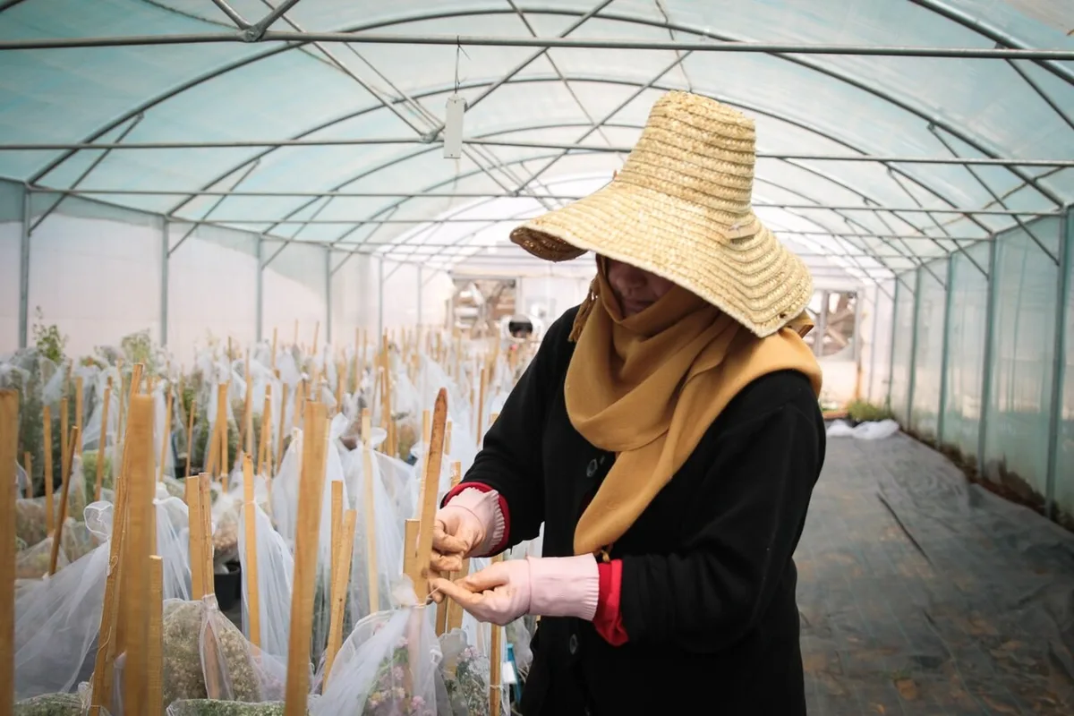 Sementes brasileiras mantidas na Noruega reforçam proteção contra perdas agrícolas