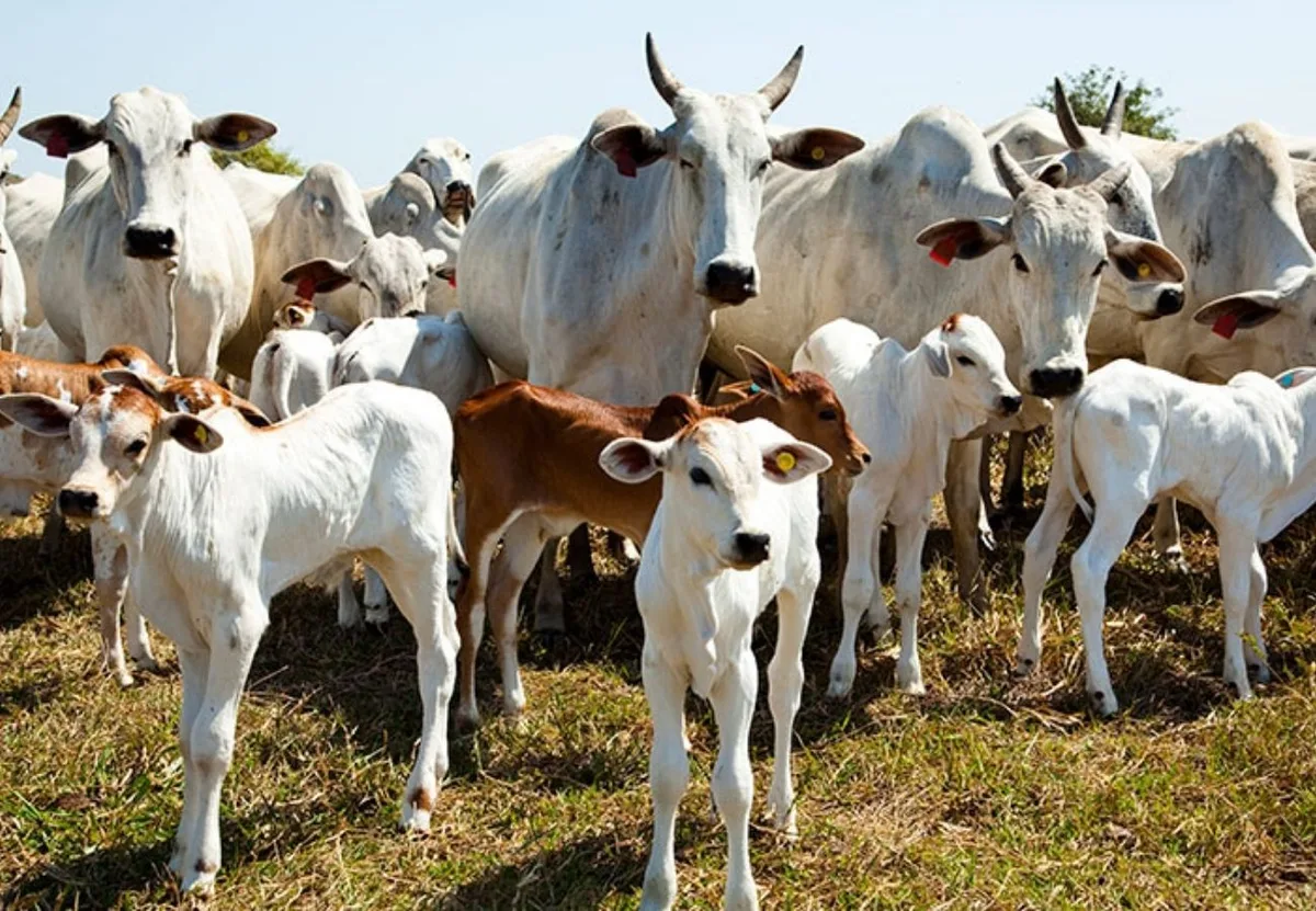 Operações do ICE reduzem ritmo de frigoríficos e pressionam carne nos EUA