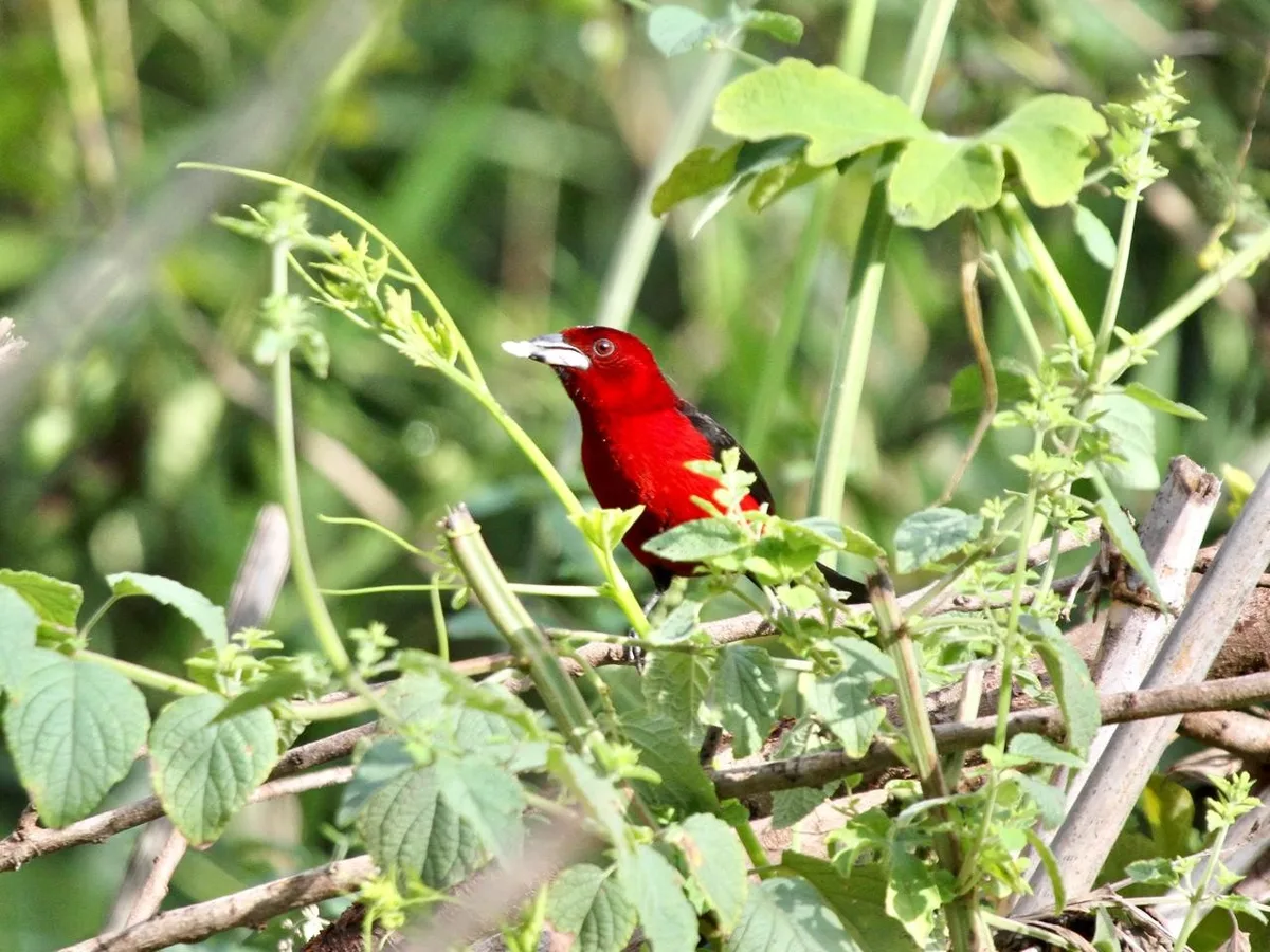 Médico registra mais de 210 aves e identifica gato-do-mato em Campinas