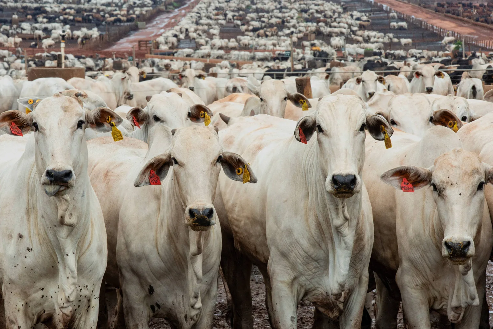 Exportações de carne bovina recuam em agosto com limite chinês às compras