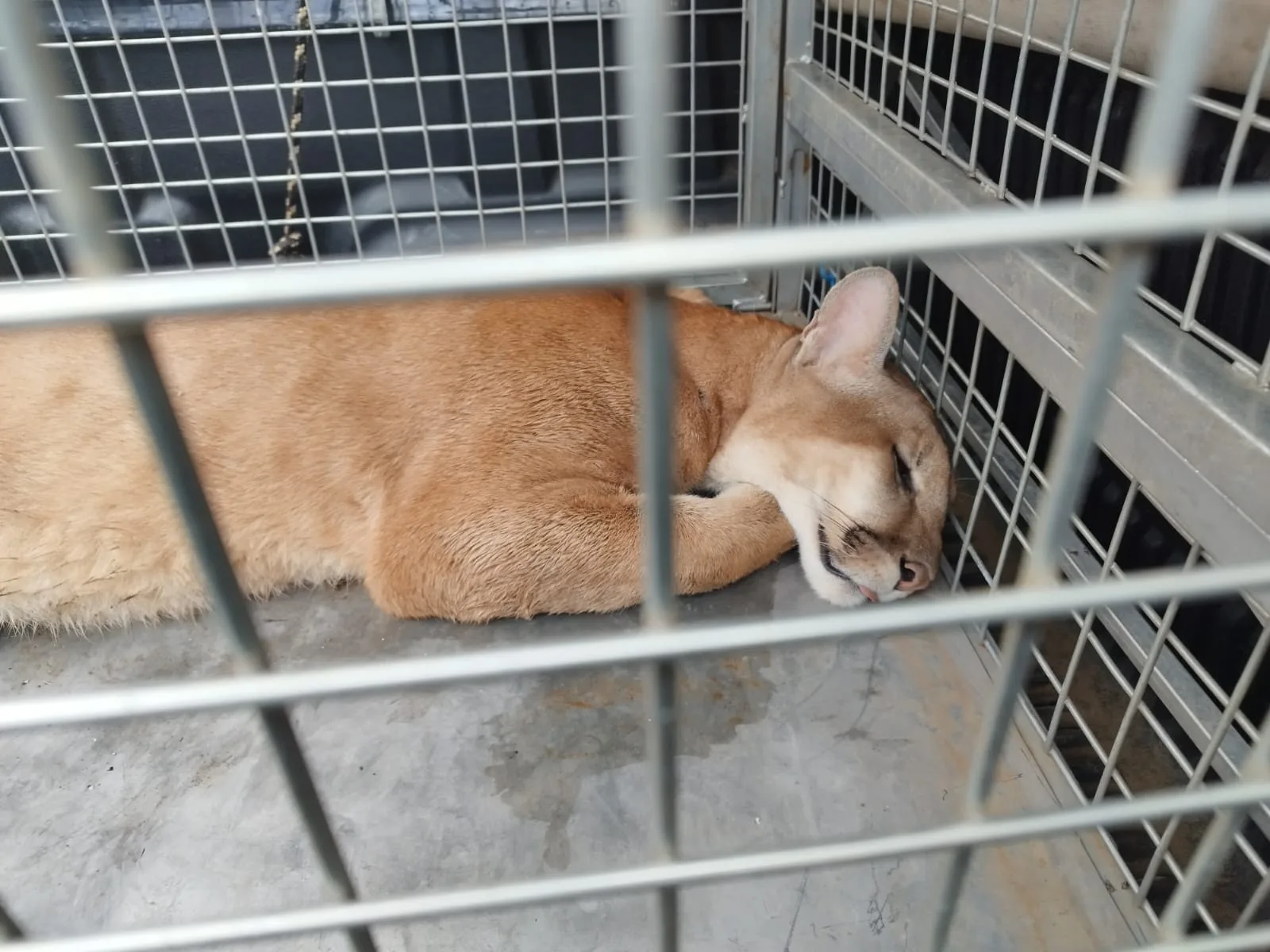 Onça-parda é sedada em garagem e devolvida à natureza em Campos Novos
