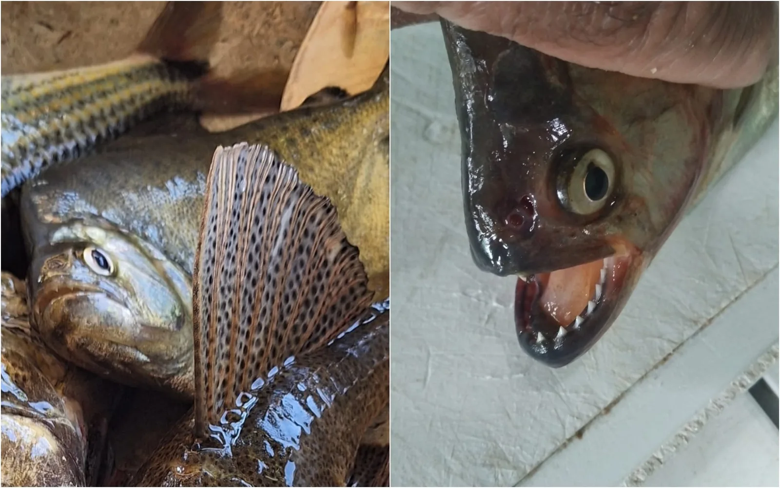 Piranhas são registradas em três municípios do Lago de Furnas