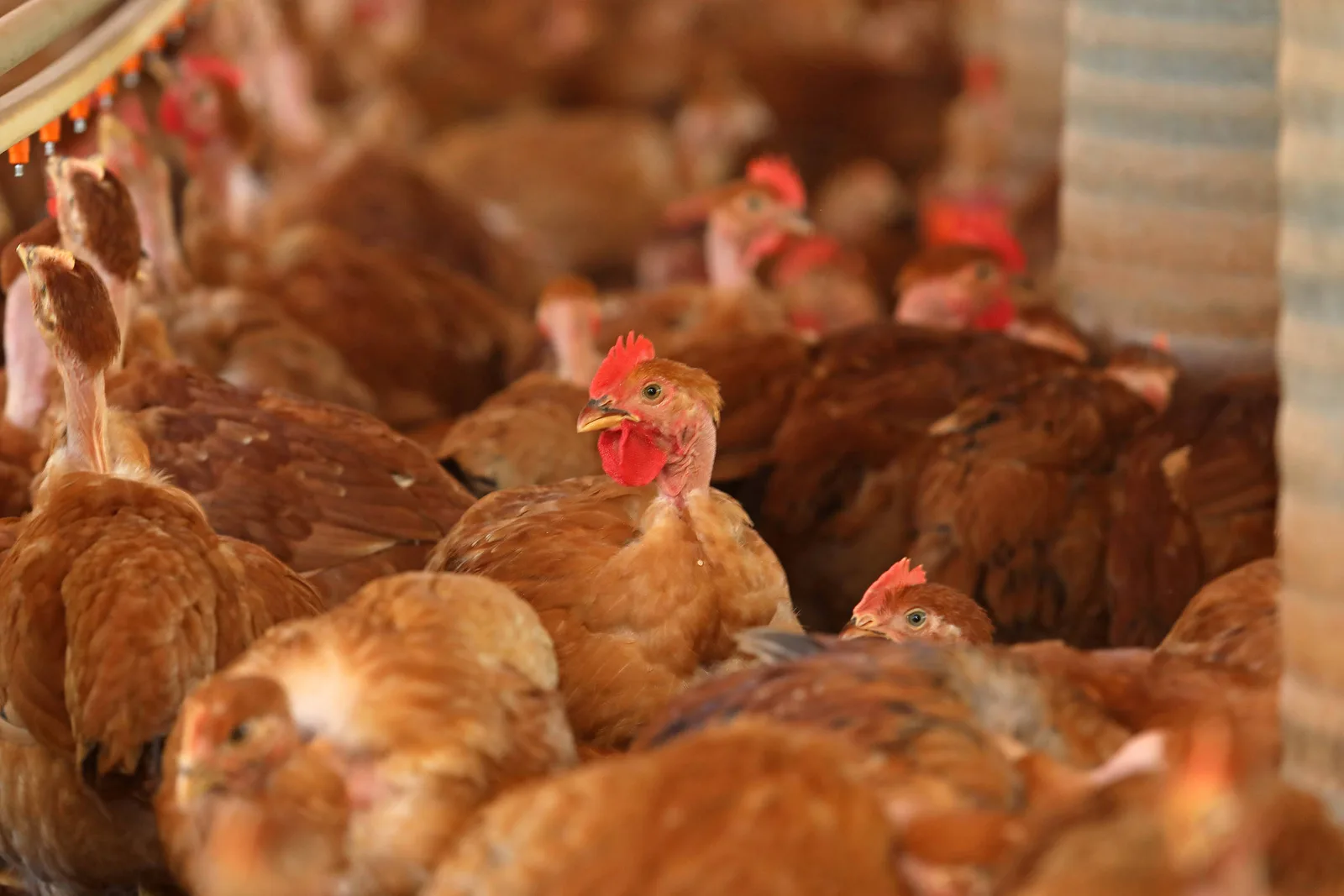 UE aceita protocolos e abre caminho para volta do frango brasileiro