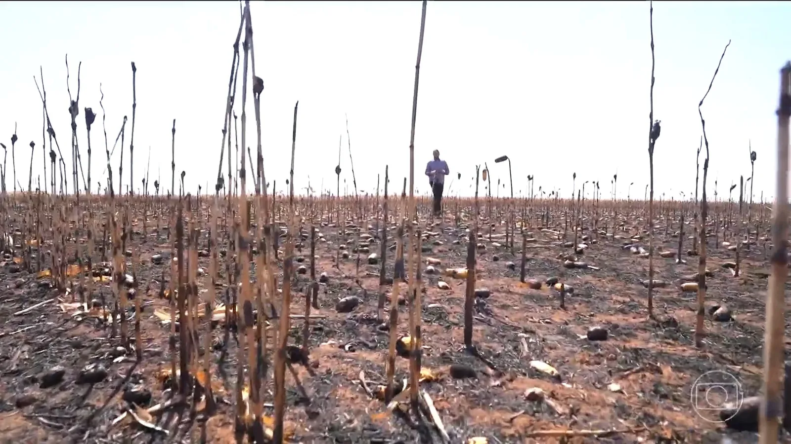 Incêndios destroem lavouras e causam perda estimada em R$ 2,5 milhões em Goiás