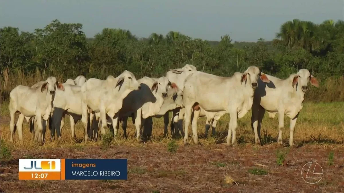 Brasil pode fornecer até 120 mil toneladas na nova cota dos EUA