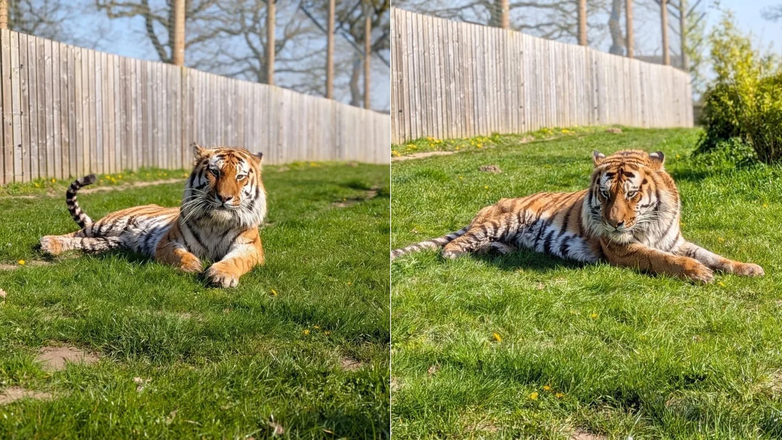 Tigre permanece no recinto após homem morrer em zoológico de South Yorkshire
