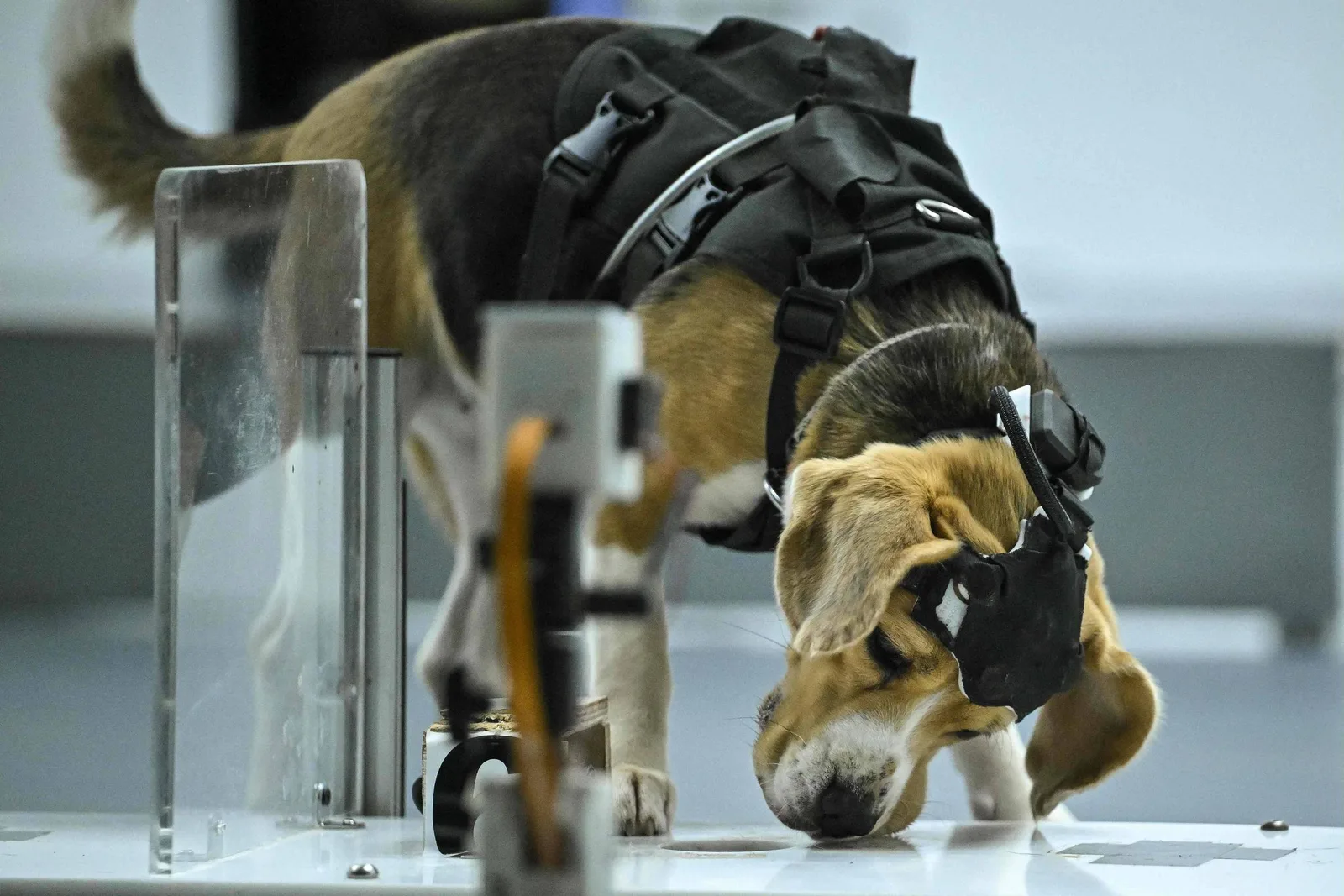 Dognosis transforma reações de cães a odores em dados para pesquisa sobre câncer