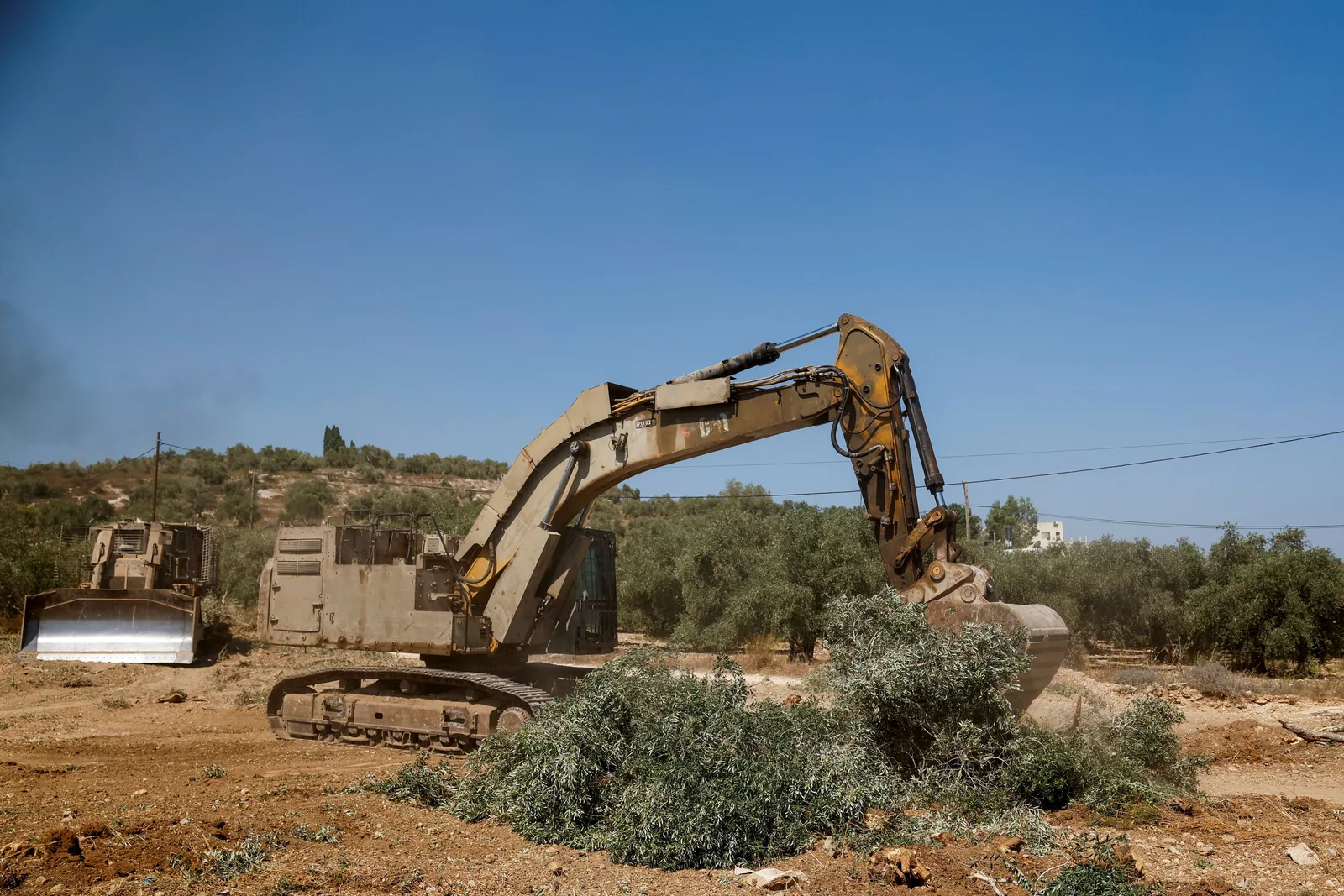 Destruição de olivais palestinos ocorre antes do início da colheita na Cisjordânia