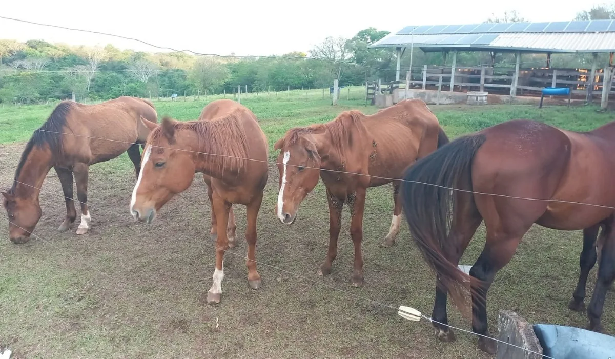 Cavalos resgatados em Osvaldo Cruz estavam infestados por carrapatos e larvas