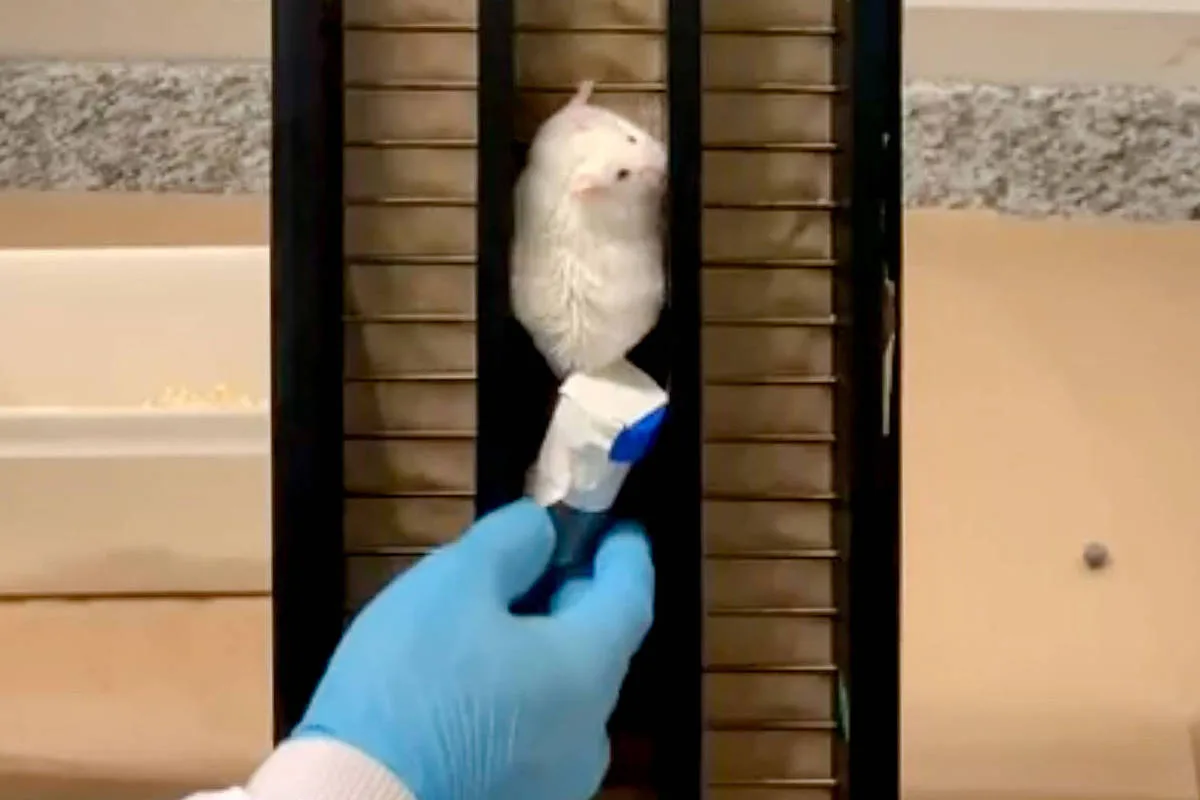 Musculação altera gordura visceral de camundongos antes da perda de peso