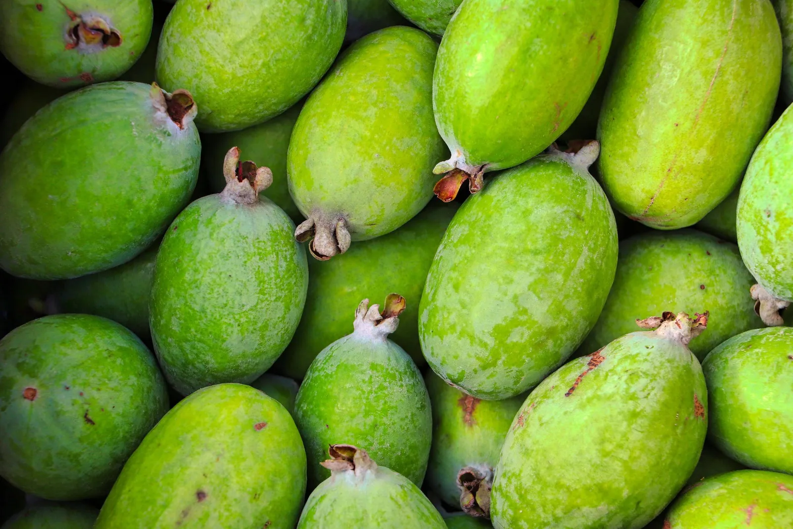 Feijoa enfrenta baixa produção no Brasil, apesar de cultivo consolidado no exterior