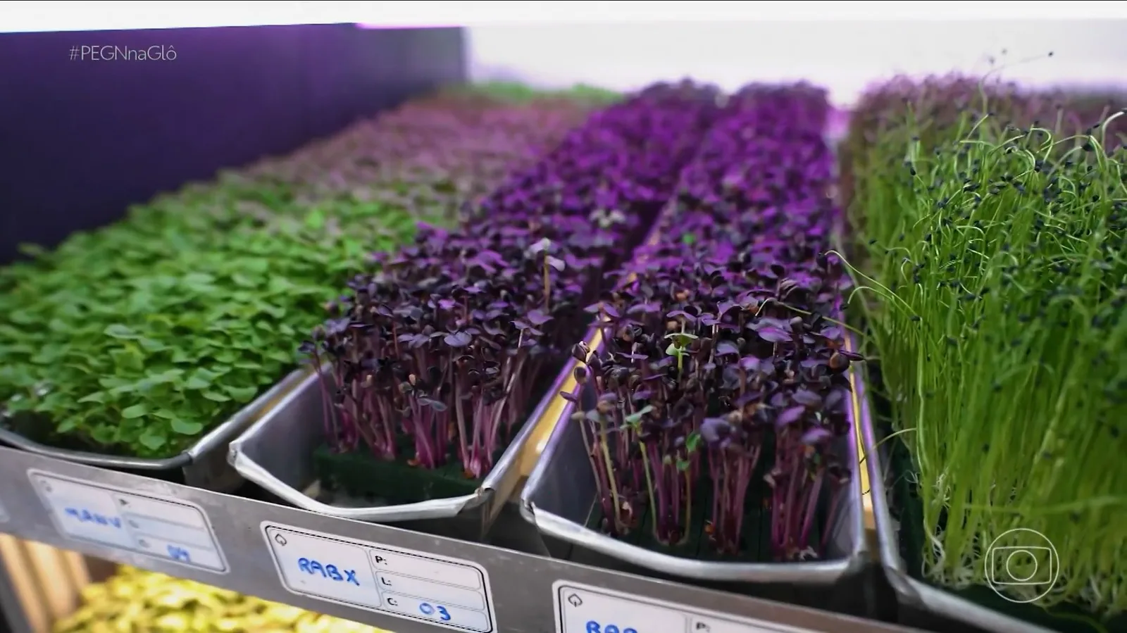 Startup de Florianópolis cultiva microverdes com tecnologia e fatura R$ 50 mil mensais