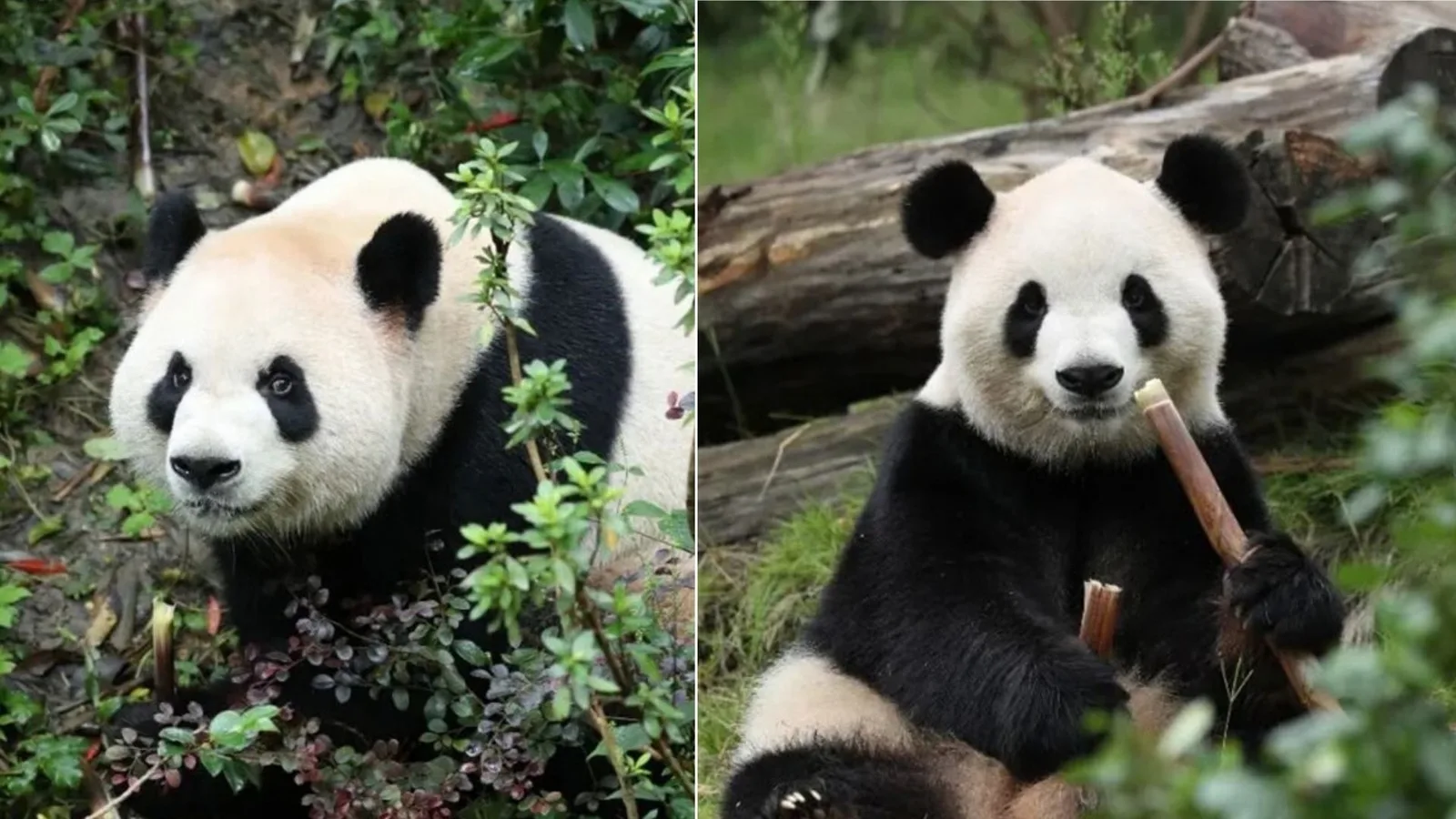 Atlanta receberá novo casal de pandas após devoluções à China