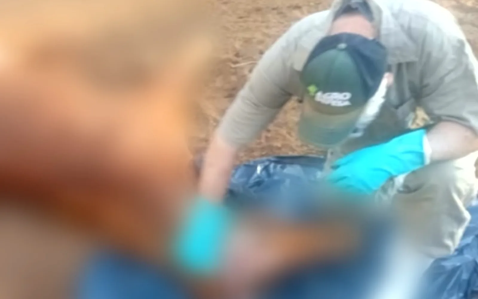 Agrodefesa vacina rebanho após confirmação de raiva em sete cavalos