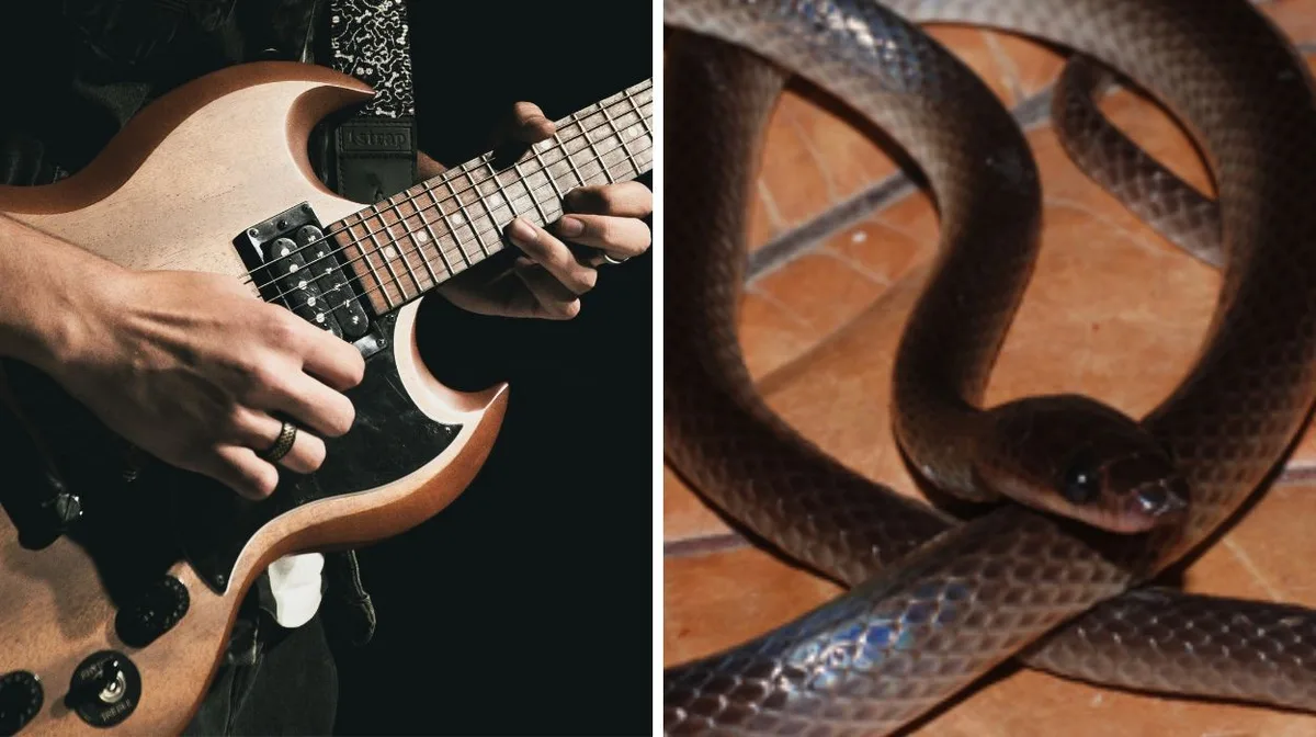 Nova espécie de serpente de Papua-Nova Guiné homenageia Slash