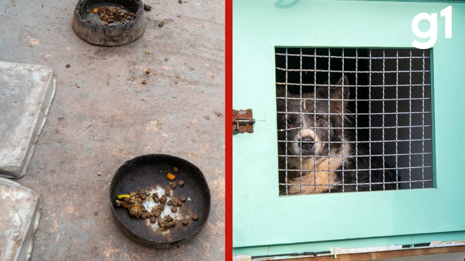 Dema investigará denúncia de maus-tratos contra oito animais em Cuiabá