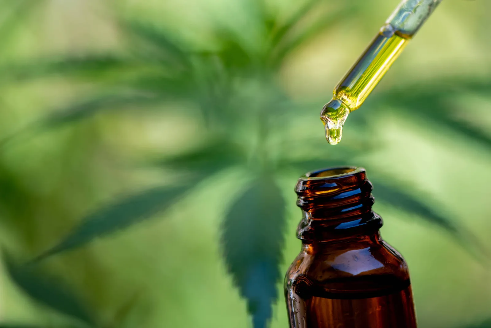 Pesquisa mostra barreiras ao acesso à cannabis medicinal nas favelas do Rio