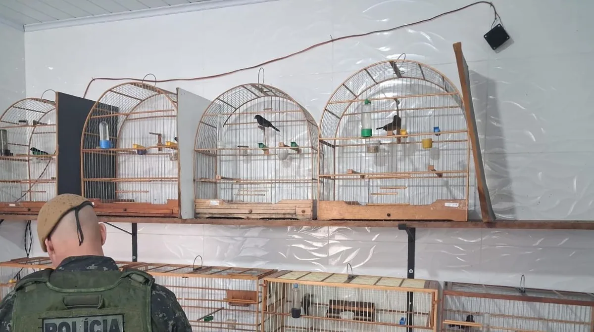 Criador de aves recebe multa de R$ 2,5 mil em Santa Cruz da Conceição