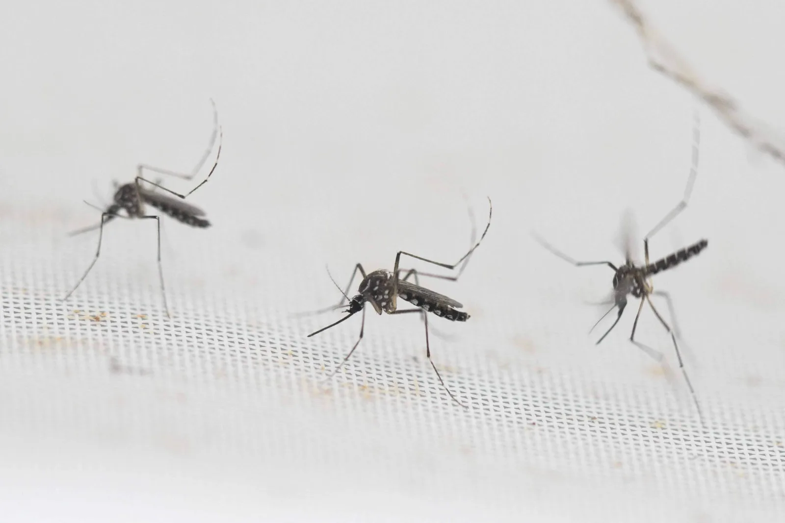 São Paulo registra 41 mortes por dengue até setembro; 81 cidades têm epidemia