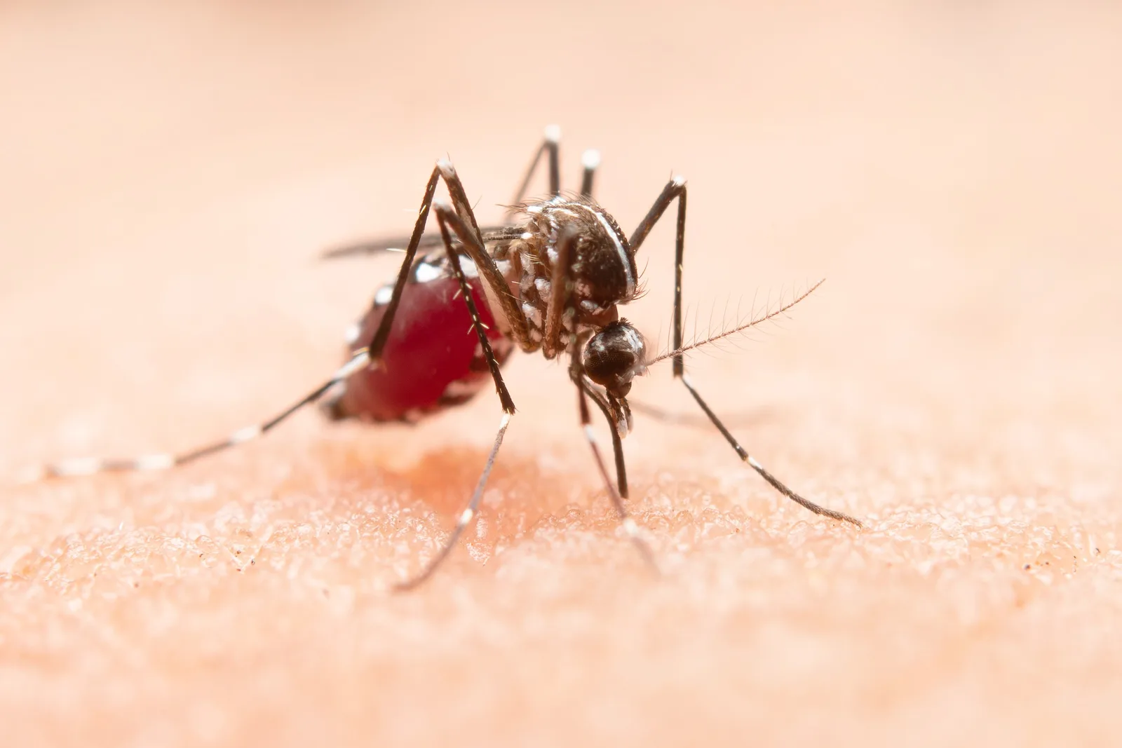 A saliva do mosquito ajuda a explicar a intensidade das picadas