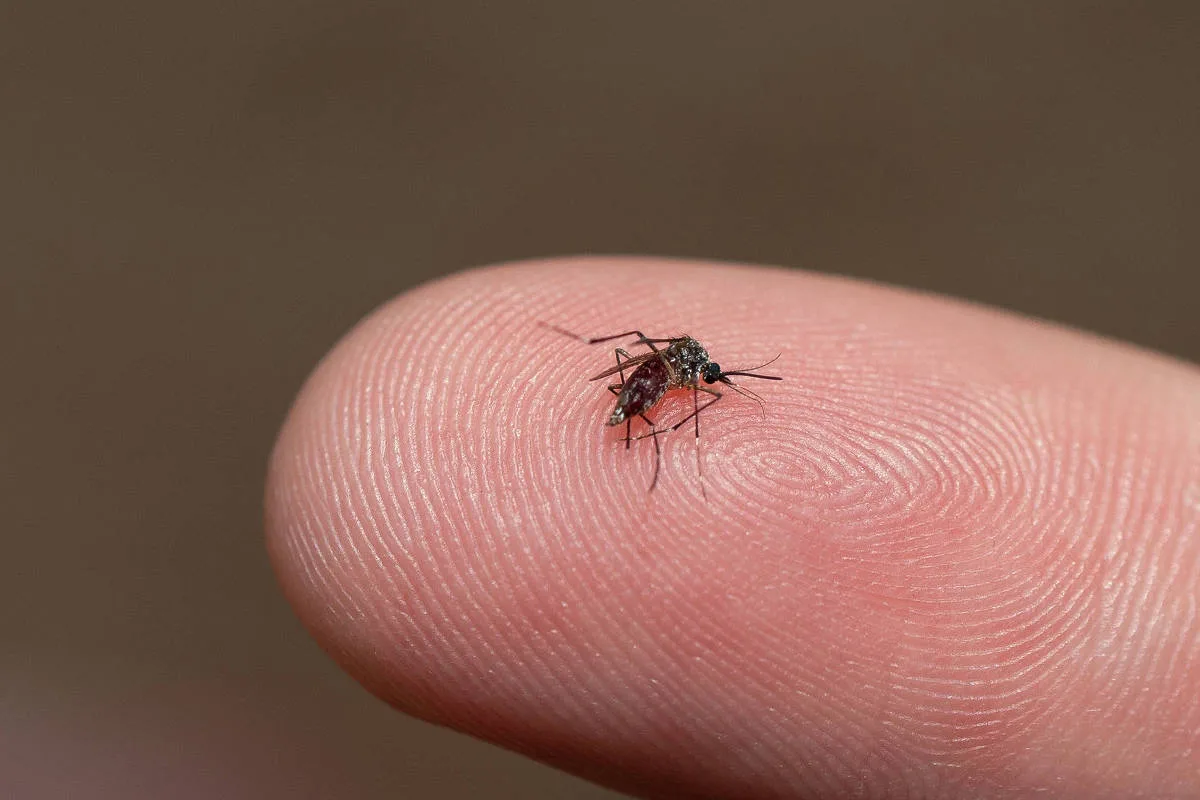 Dengue chega mais grave às UTIs públicas, aponta estudo