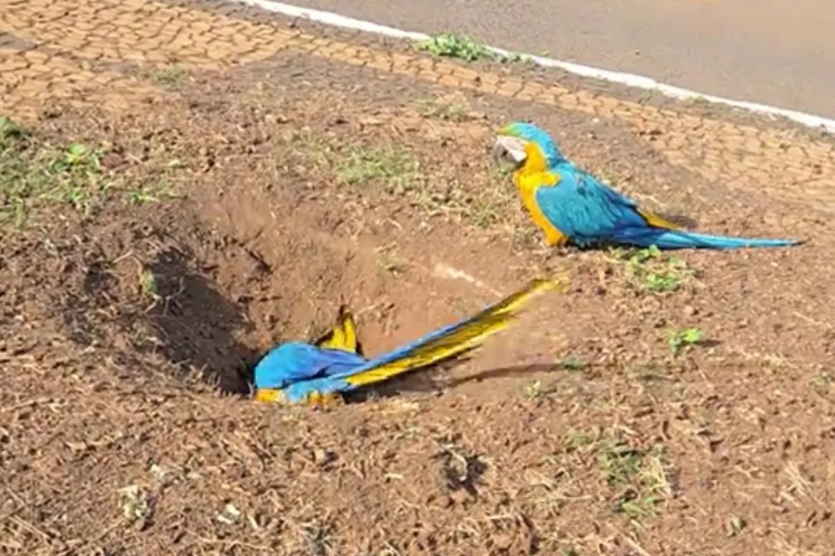 Araras escavam calçada em Três Lagoas; especialistas apontam duas hipóteses