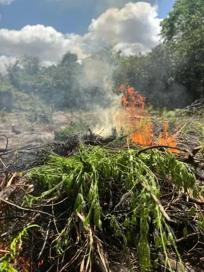 Homem é autuado após PF inutilizar áreas de cultivo de maconha no Pará