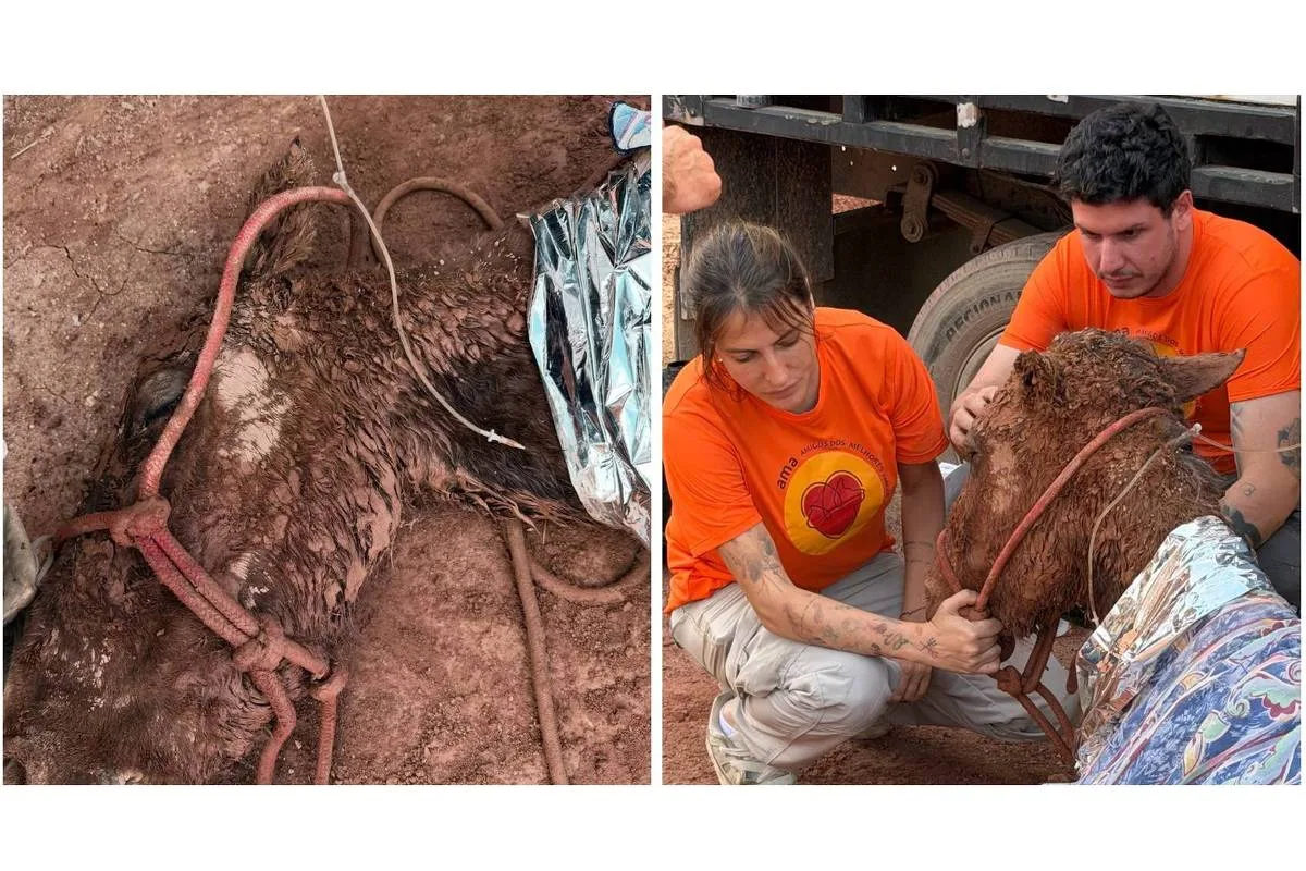 Égua morre após atendimento médico em Itapevi