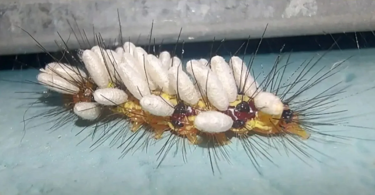 Vespa deposita ovos em lagartas e forma pupas visíveis no corpo