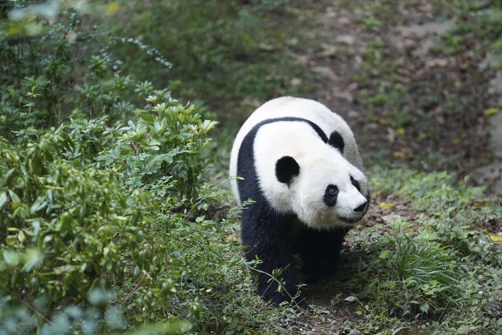 Atlanta receberá novo casal de pandas após acordo com organizações chinesas