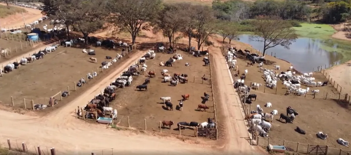 Confinamento em Cláudio recebe gado e amplia prazo para descanso das fazendas