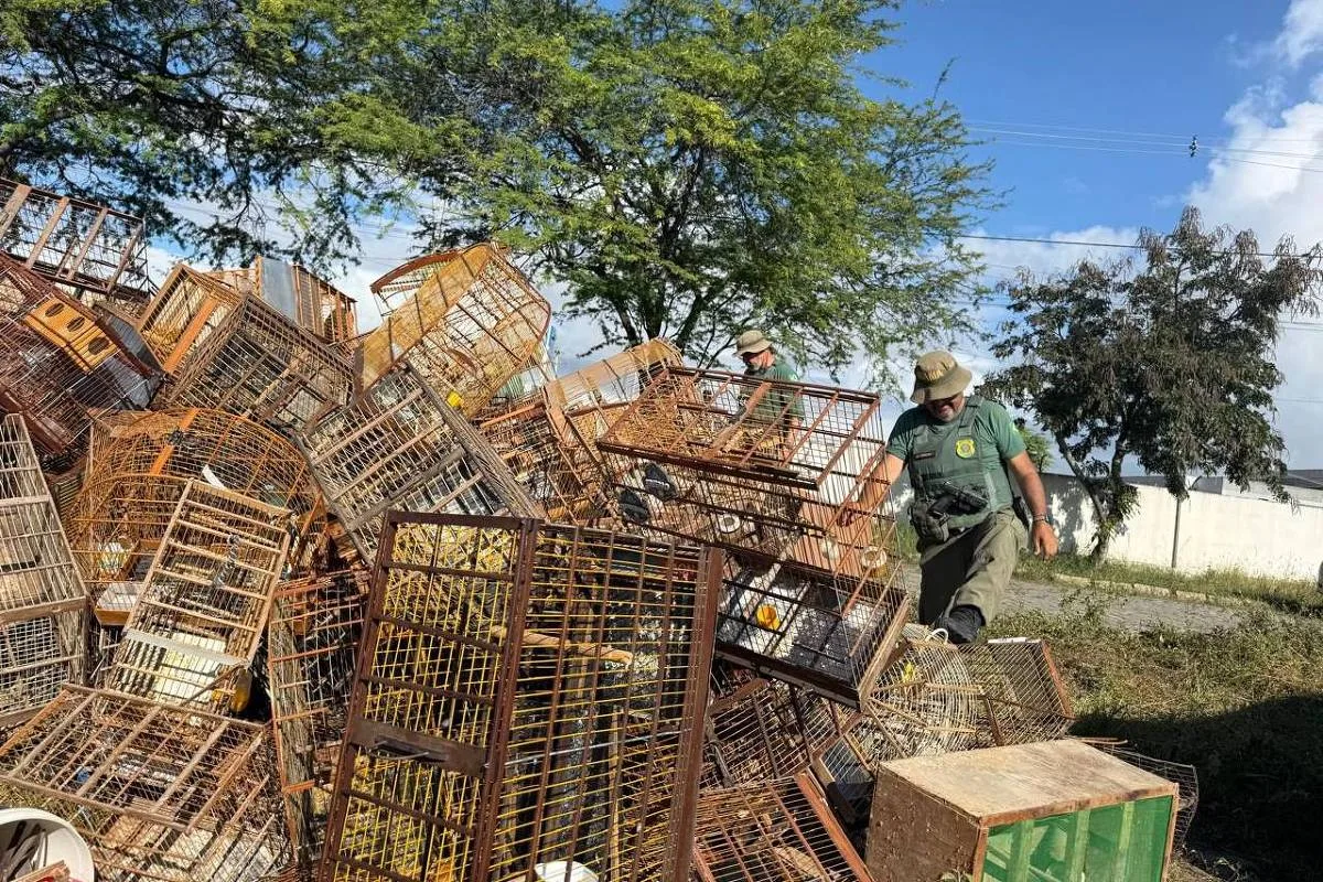 Aves apreendidas pelo Ibama em Caruaru passarão por triagem e tratamento