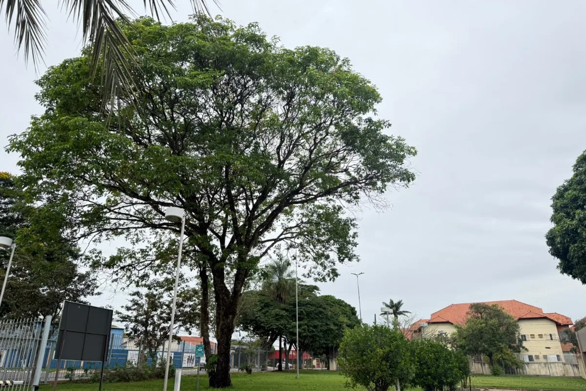 Ar polar leva mínimas a 10°C no sul de Mato Grosso do Sul na segunda-feira
