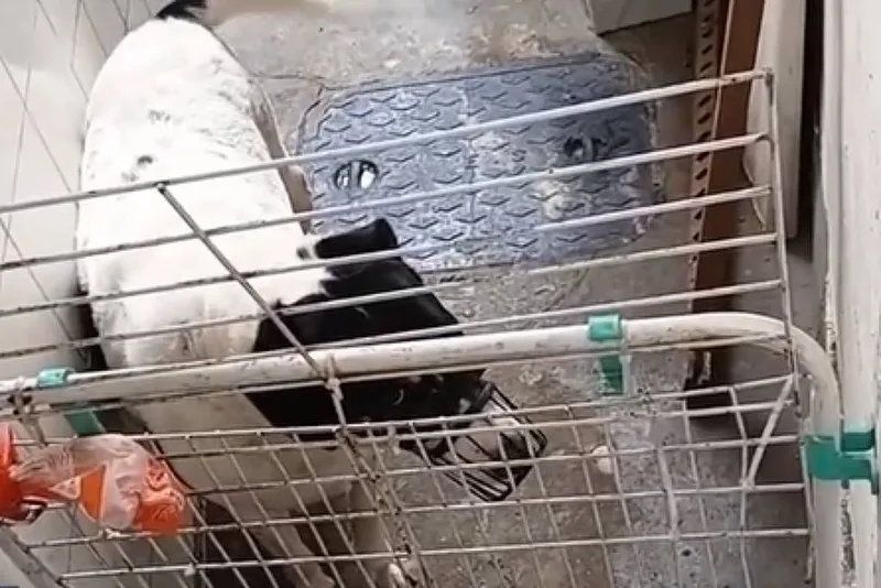 Donos de creche para pets no Rio são indiciados por maus-tratos