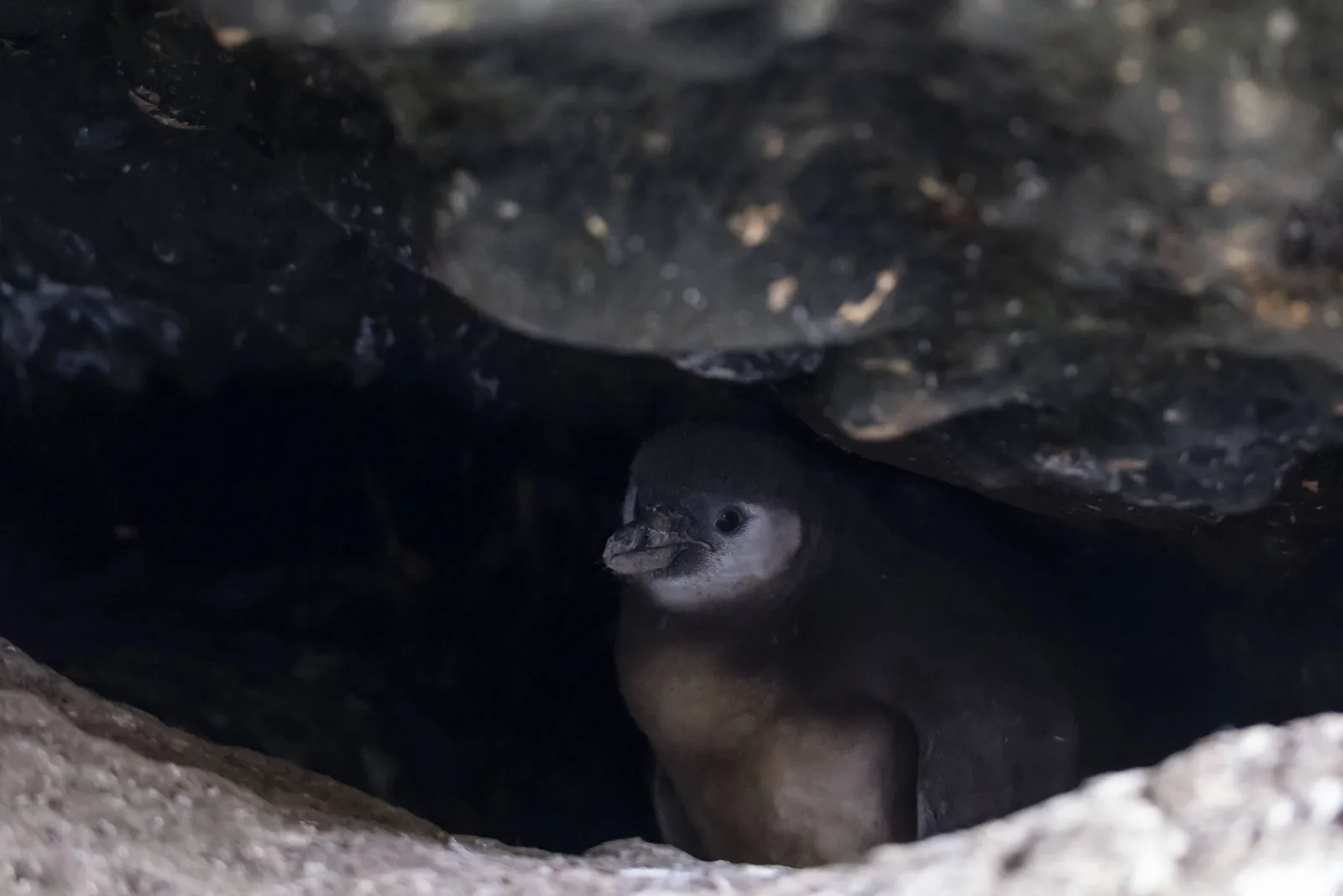 Punta San Juan conserva só quatro pinguins após novos impactos do El Niño