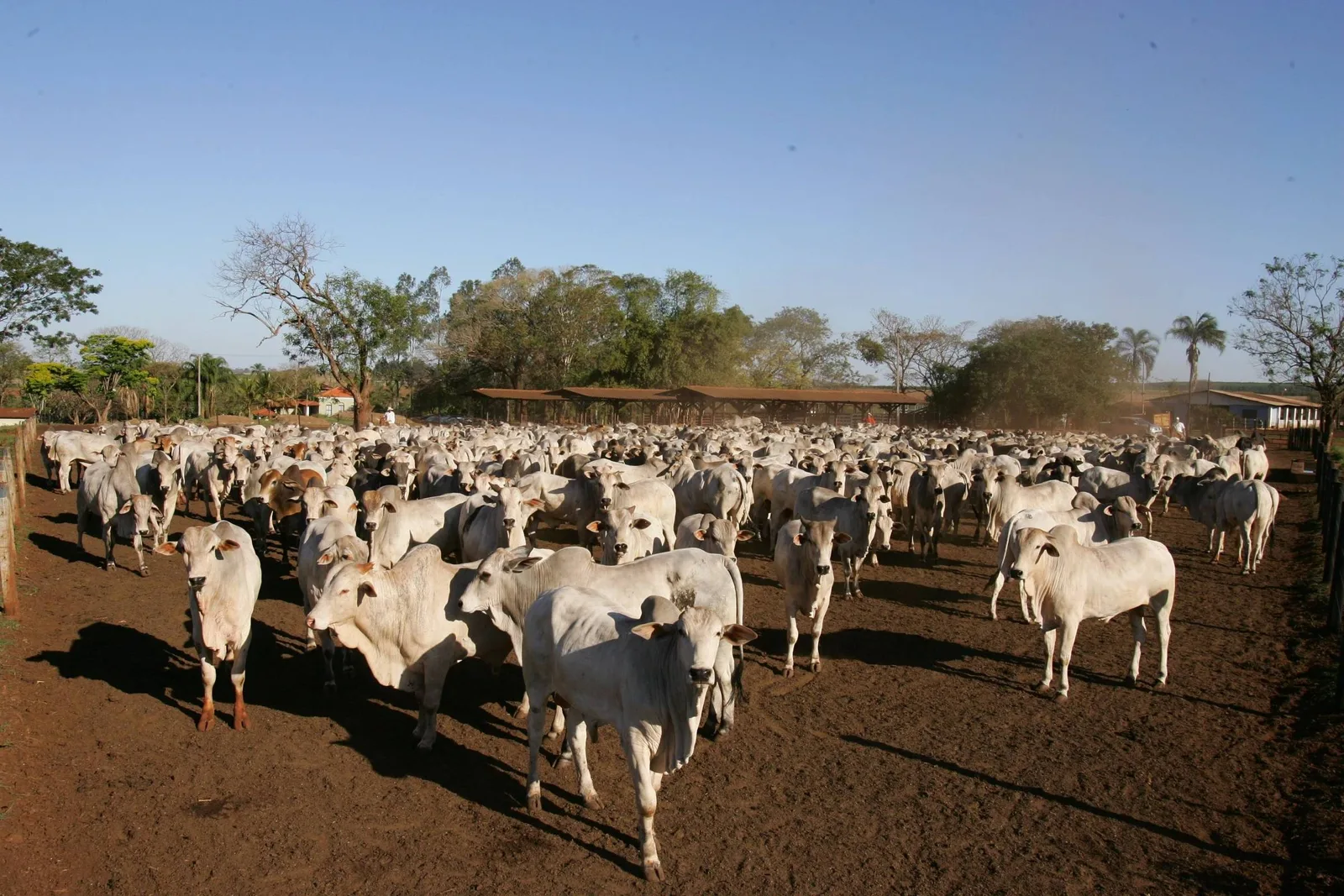 Cota chinesa para carne bovina brasileira pode acabar entre março e abril de 2027