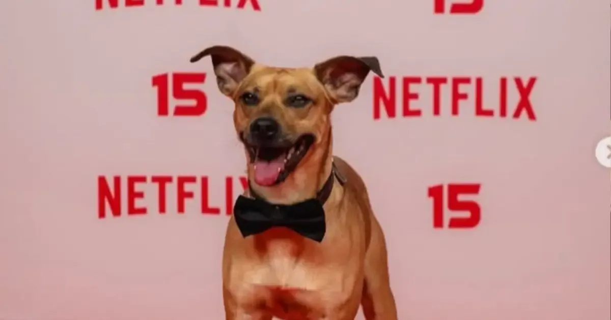 Amendoim vira destaque em festa de 15 anos da Netflix no Brasil