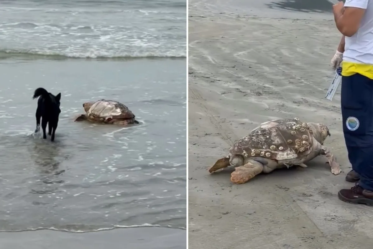 Tartaruga-cabeçuda é recolhida sem vida em praia durante ação do Gremar